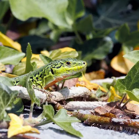 Holiday Kuca Na Moru Ferienhaus