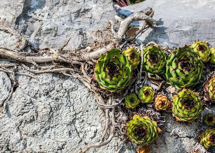 Kuca Na Moru 度假居