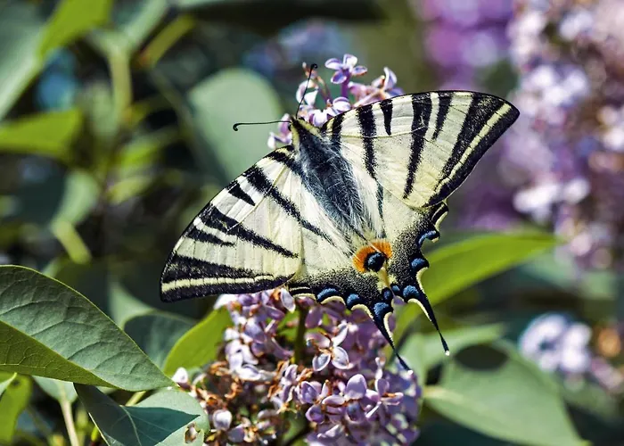 Kuca Na Moru 度假居